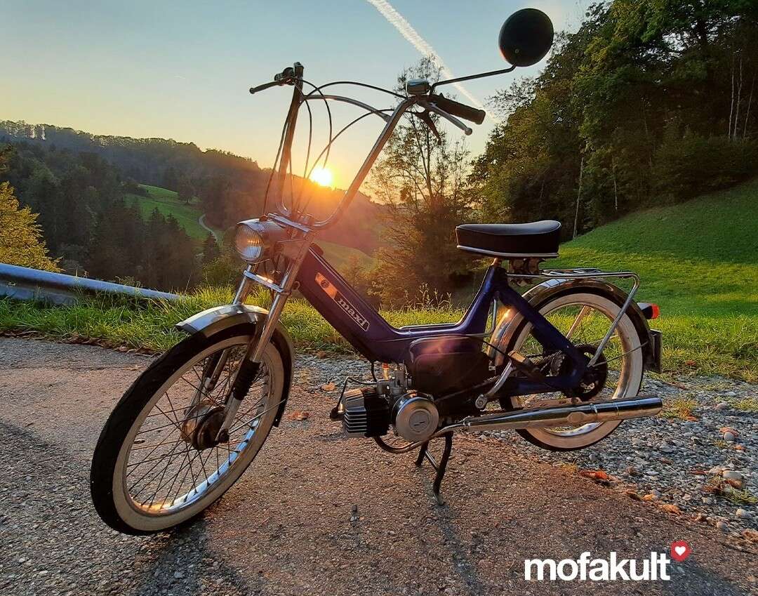 Maxi N von Waldvogel Maxi N von Waldvogel